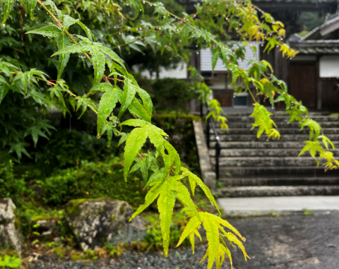 本光山 三寳寺の青もみじ