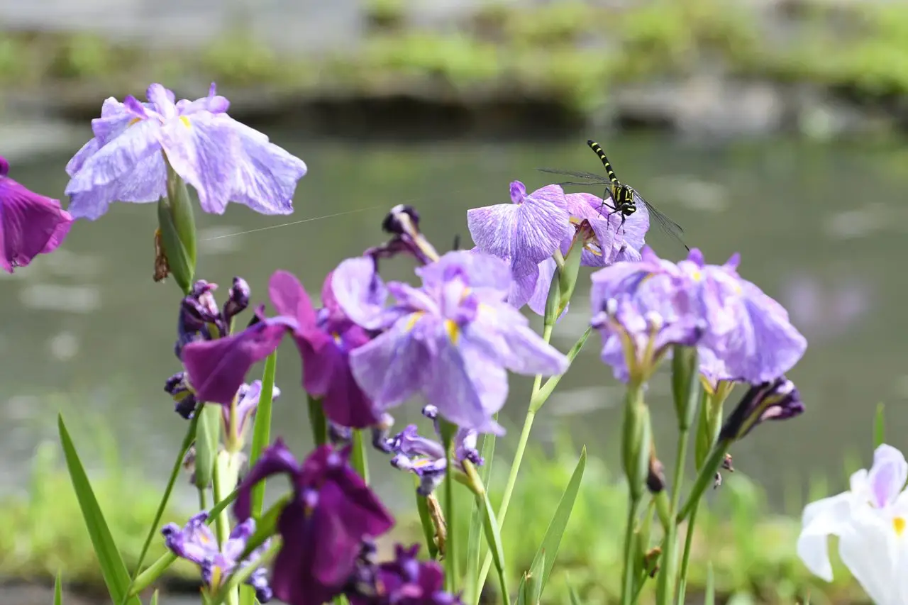 三ツ塚史跡公園の花しょうぶ