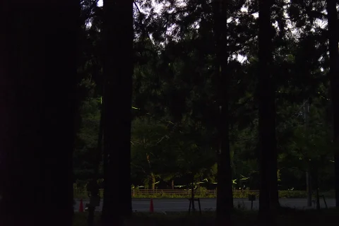 内尾神社 ホタル