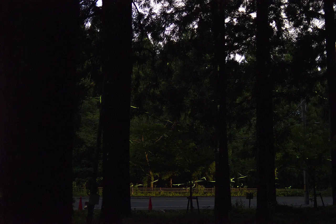 内尾神社 ホタル