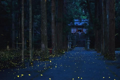 内尾神社 ホタル