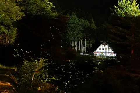 今出親水公園 ホタル