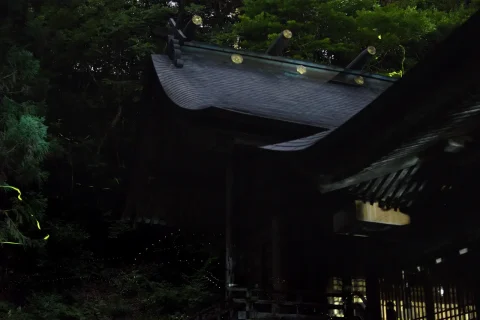 今出親水公園 ホタル