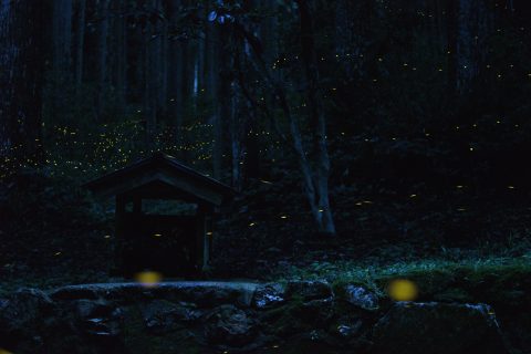 慧日寺 ホタル