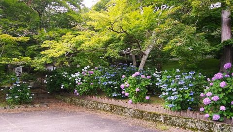 円通寺のあじさい