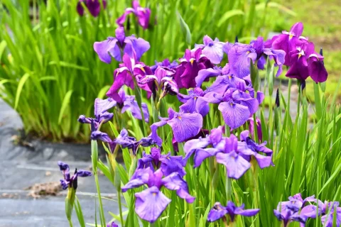 三ツ塚史跡公園の花しょうぶ