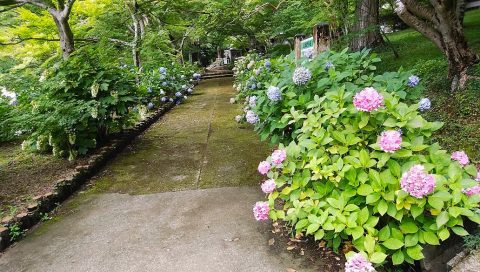円通寺のあじさい