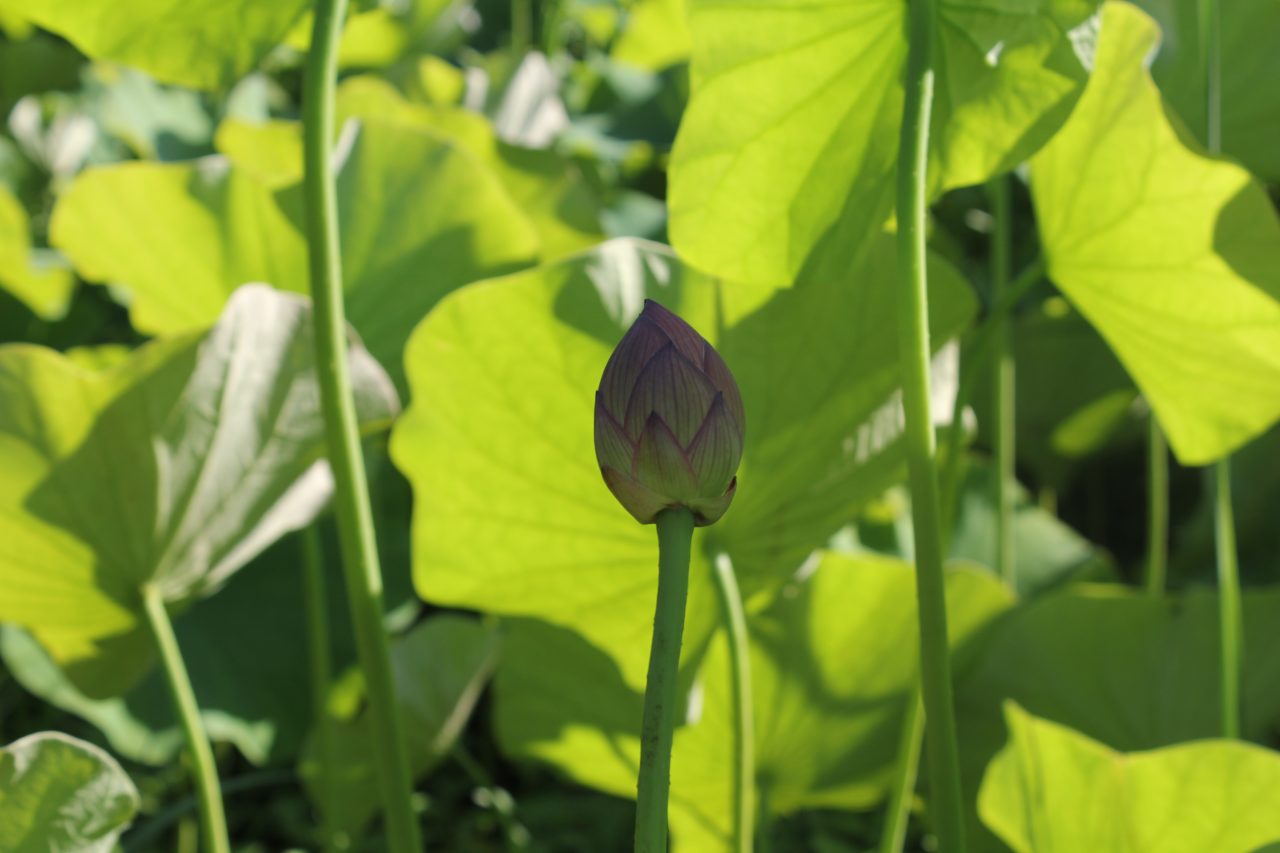 はす 江古花園