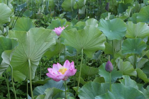 はす 江古花園