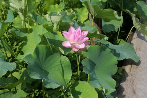 はす 江古花園