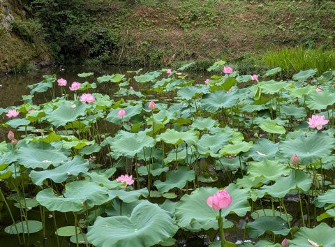 はす　円通寺