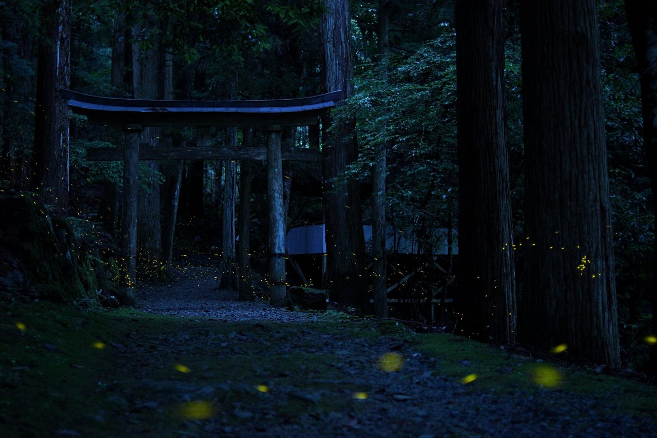 浄丸神社 ホタル