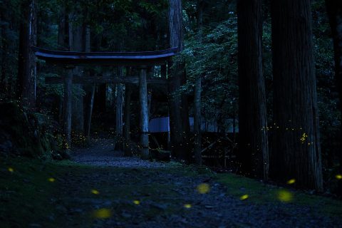浄丸神社 ホタル