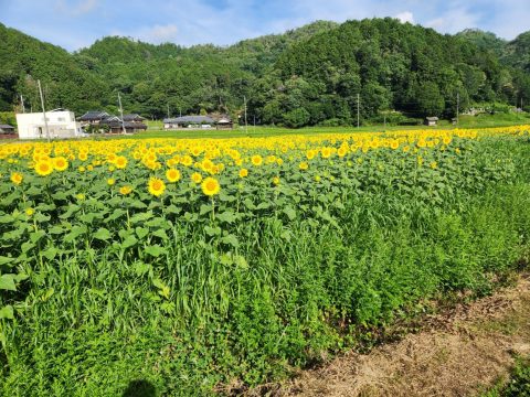 ひまわり