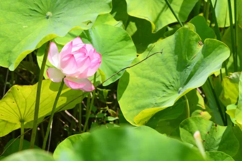 はす 江古花園