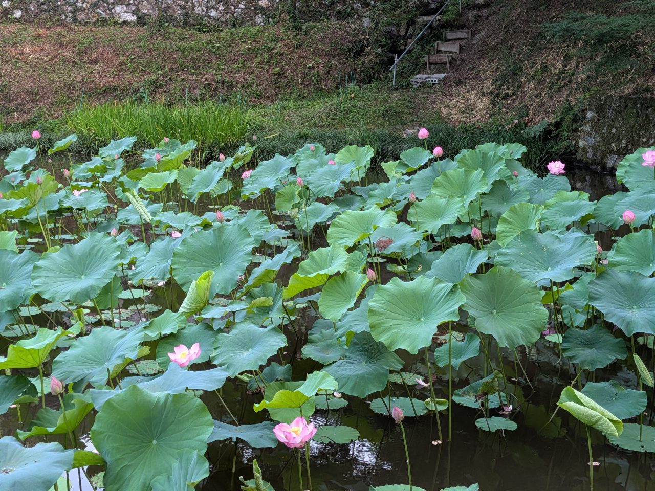 はす 円通寺