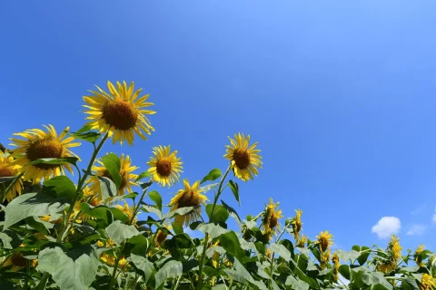 ひまわり