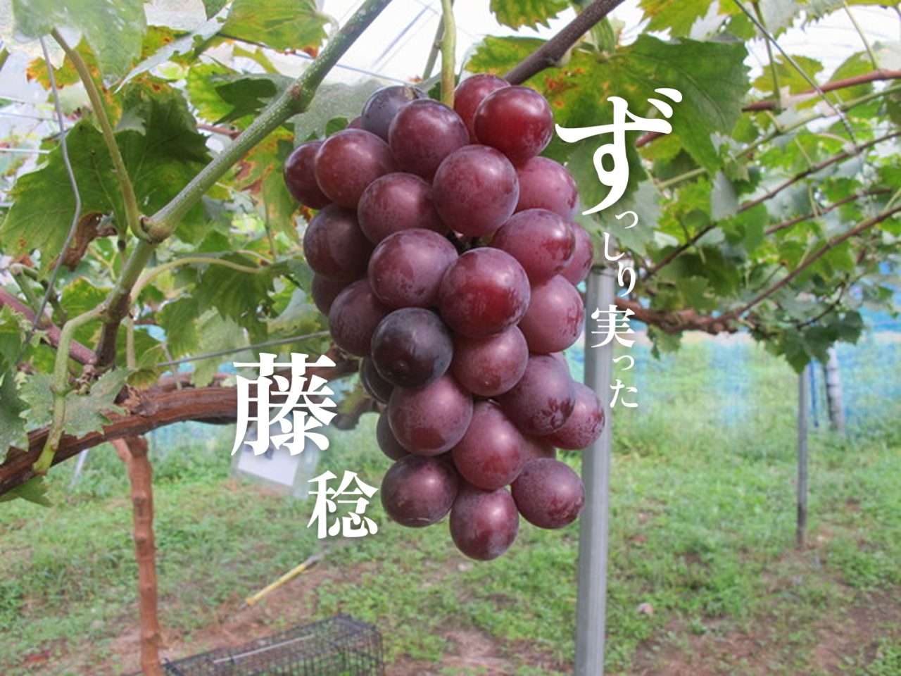 真楽園