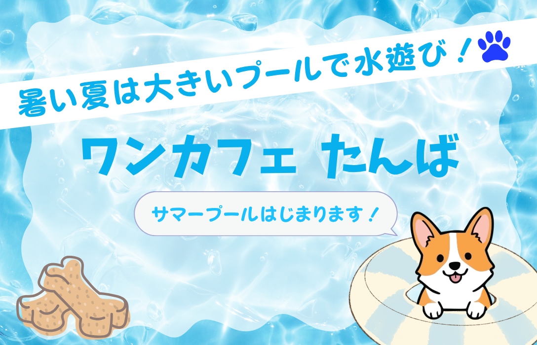 サマープールキャンペーン