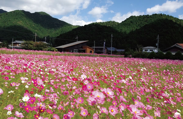 清住のコスモス畑