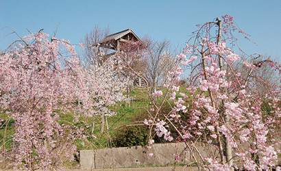 さくら公園　四季菜館