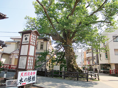 木の根橋