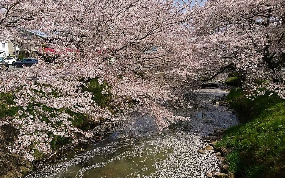 水分れ桜