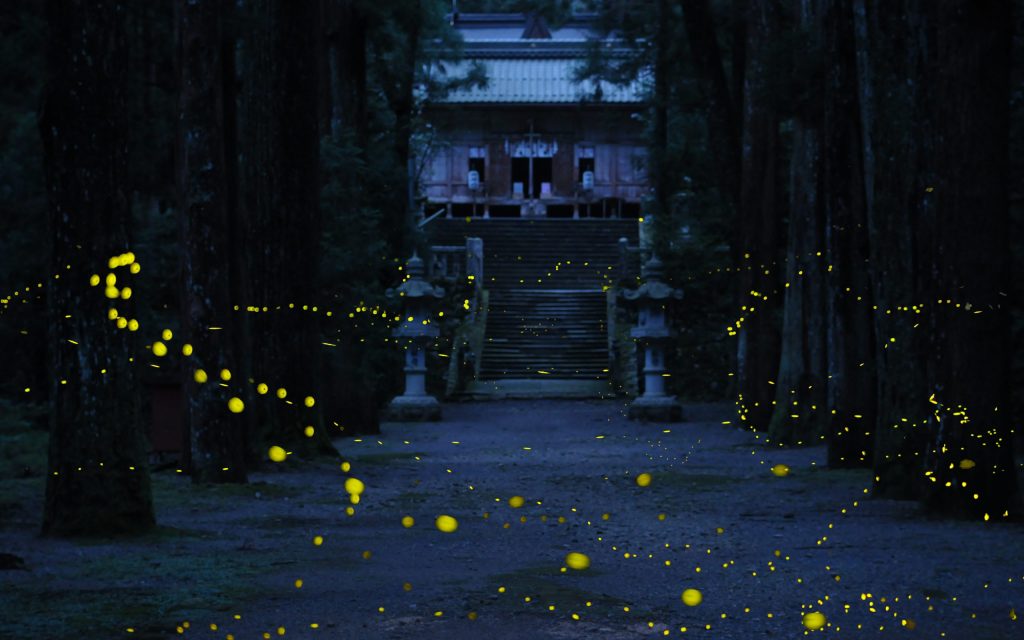 内尾神社ヒメボタル