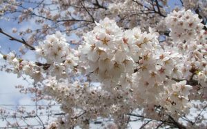 桜種類 (1)