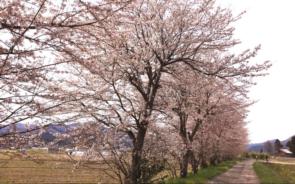 加古川沿いの桜