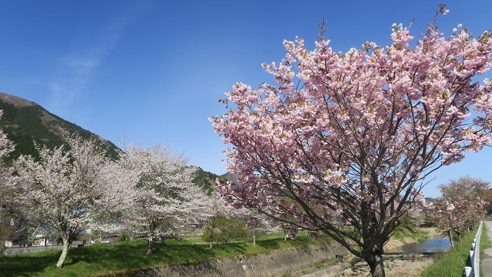 加古川桜