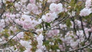 桜種類 (3)