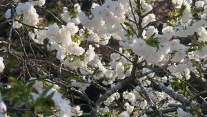 桜種類 (4)