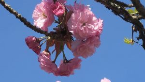 桜種類 (5)